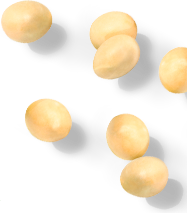 大豆画像（1）